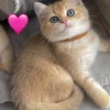 Female Blue Grey British Shorthair
