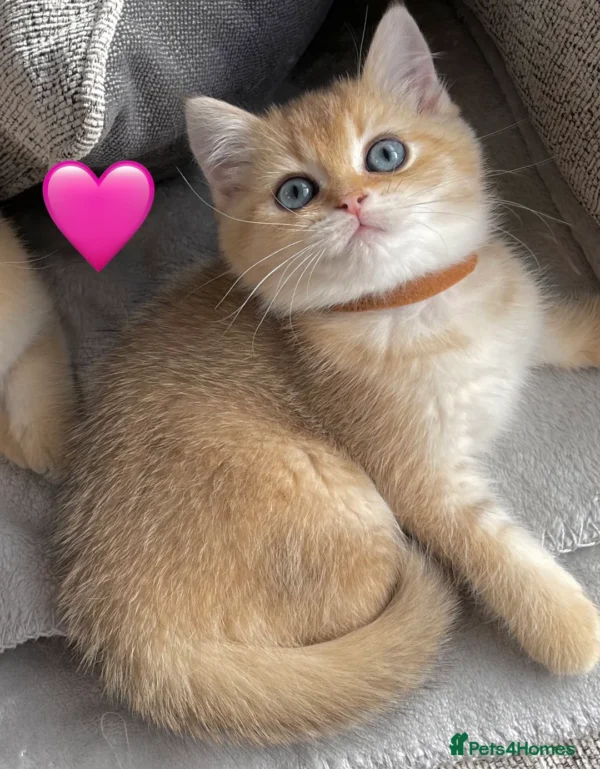 Female Blue Grey British Shorthair