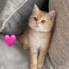 Female Blue Grey British Shorthair