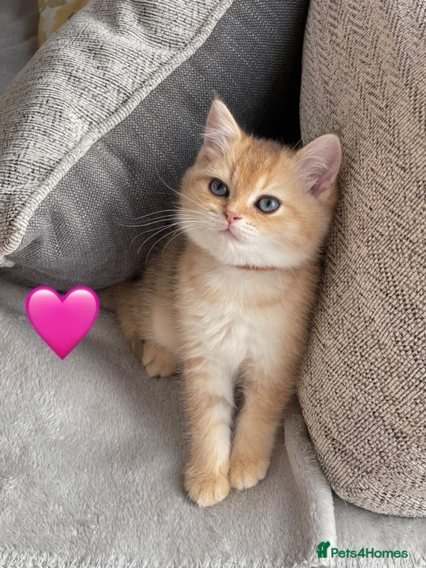 Female Blue Grey British Shorthair