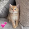 Female Blue Grey British Shorthair