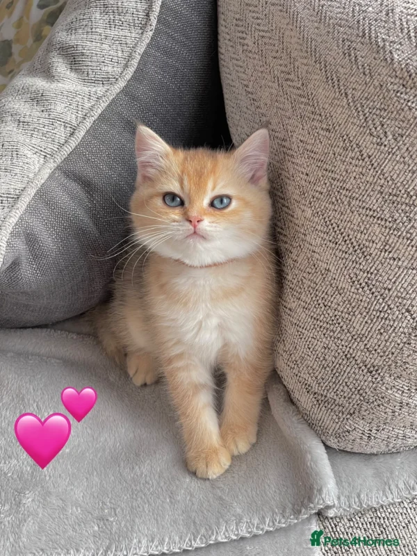 Female Blue Grey British Shorthair