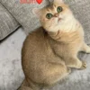 Female Blue Grey British Shorthair