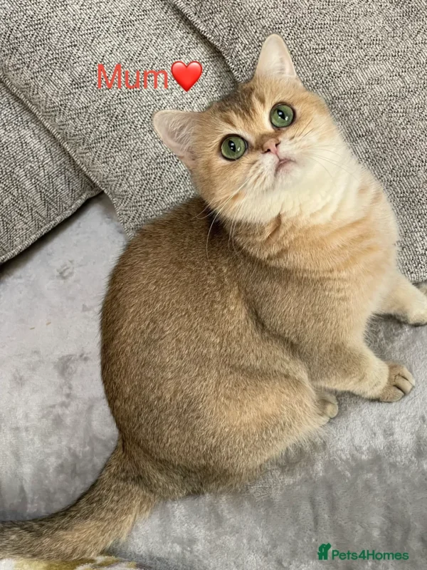 Female Blue Grey British Shorthair