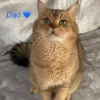 Female Blue Grey British Shorthair