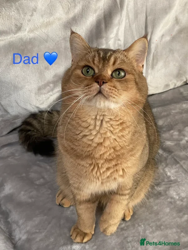 Female Blue Grey British Shorthair