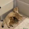 Female Blue Grey British Shorthair