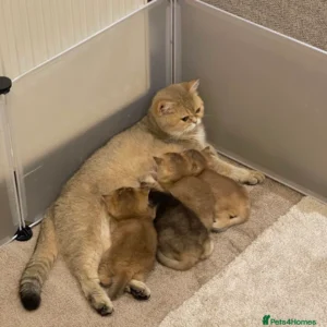 Male Blue Grey British Shorthair (Copy)