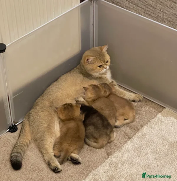 Female Blue Grey British Shorthair