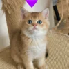 Female Blue Grey British Shorthair