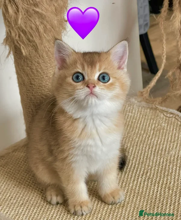 Female Blue Grey British Shorthair