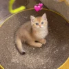 Female Blue Grey British Shorthair