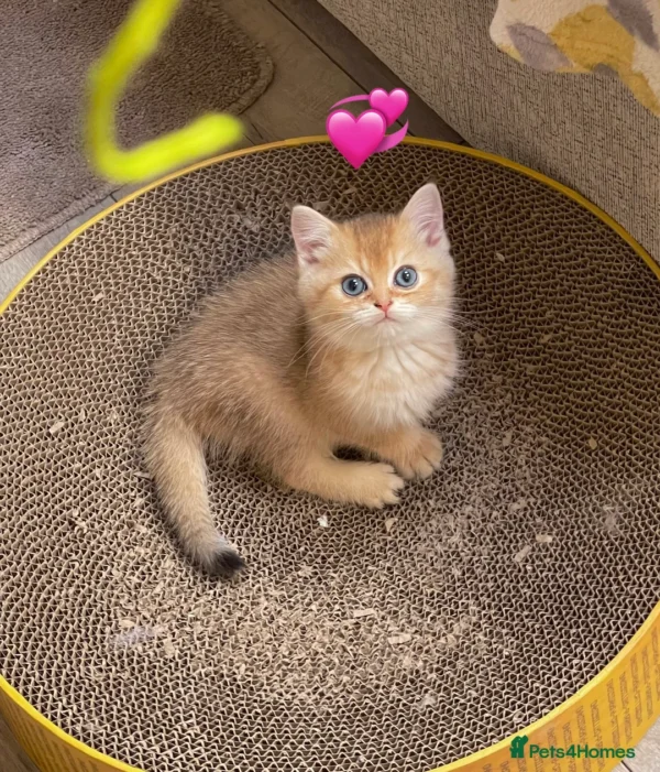 Female Blue Grey British Shorthair