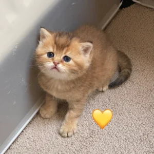 Female Blue Grey British Shorthair
