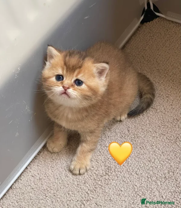 Female Blue Grey British Shorthair