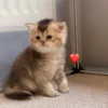 Female Blue Grey British Shorthair