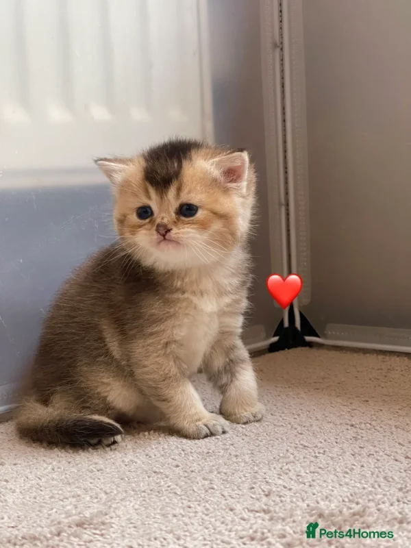 Female Blue Grey British Shorthair