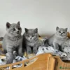 Beautiful British shorthair blue kittens (Copy)