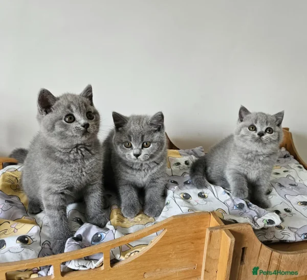 Beautiful British shorthair blue kittens (Copy)