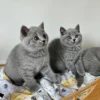 Beautiful British shorthair blue kittens (Copy)