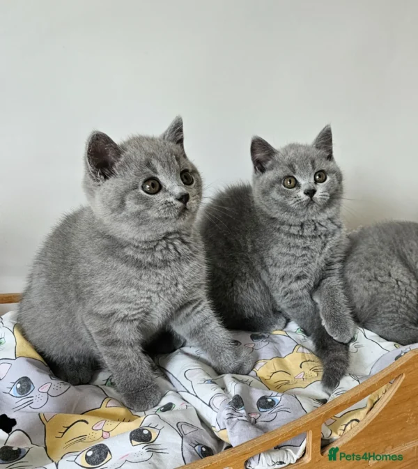 Beautiful British shorthair blue kittens (Copy)