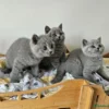 Beautiful British shorthair blue kittens (Copy)