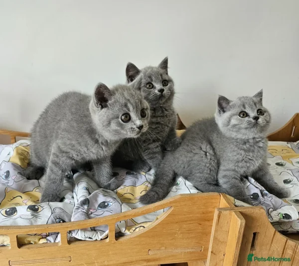 Beautiful British shorthair blue kittens (Copy)