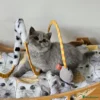 Beautiful British shorthair blue kittens (Copy)