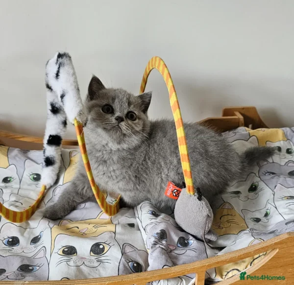 Beautiful British shorthair blue kittens (Copy)