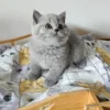 Beautiful British shorthair blue kittens (Copy)