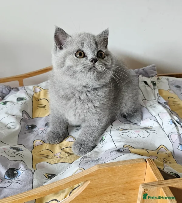 Beautiful British shorthair blue kittens (Copy)