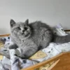 Beautiful British shorthair blue kittens (Copy)