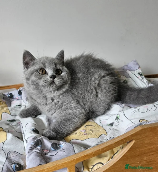 Beautiful British shorthair blue kittens (Copy)