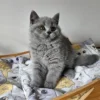 Beautiful British shorthair blue kittens (Copy)