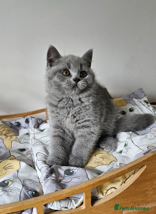 Beautiful British shorthair blue kittens (Copy)