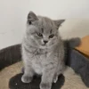 Beautiful British shorthair blue kittens (Copy)