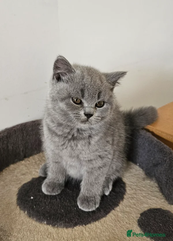 Beautiful British shorthair blue kittens (Copy)