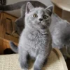 Beautiful British shorthair blue kittens (Copy)