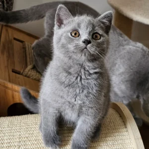 Beautiful Female British shorthair blue kittens