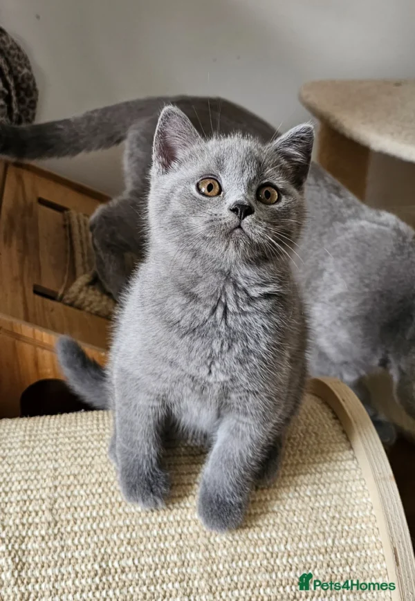 Beautiful British shorthair blue kittens (Copy)