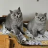Beautiful British shorthair blue kittens (Copy)