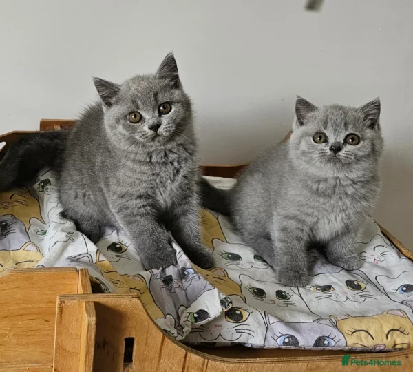 Beautiful British shorthair blue kittens (Copy)
