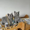 Beautiful British shorthair blue kittens (Copy)