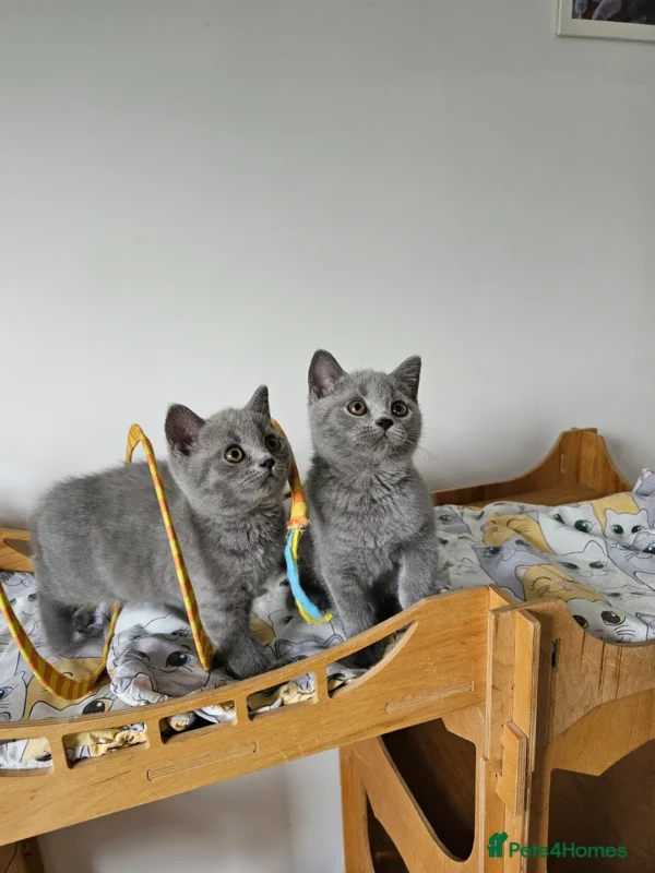 Beautiful British shorthair blue kittens (Copy)