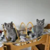 Beautiful British shorthair blue kittens (Copy)
