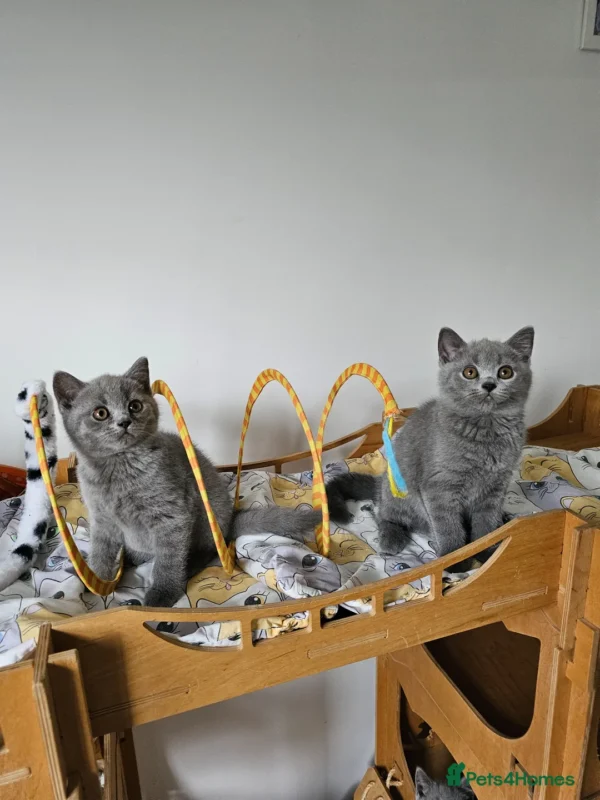Beautiful British shorthair blue kittens (Copy)