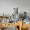 Beautiful British shorthair blue kittens (Copy)