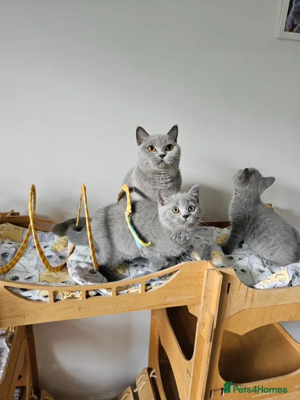 Beautiful British shorthair blue kittens (Copy)