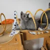 Beautiful British shorthair blue kittens (Copy)