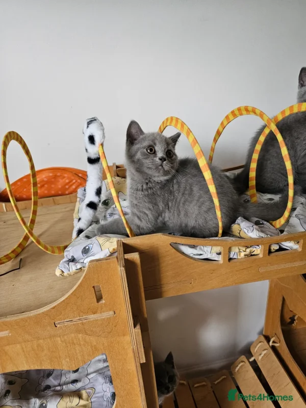 Beautiful British shorthair blue kittens (Copy)